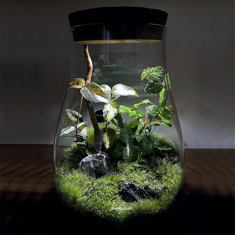 Terrarium Glass Bottle - Стеклянные банки для воды, стеклянная ваза