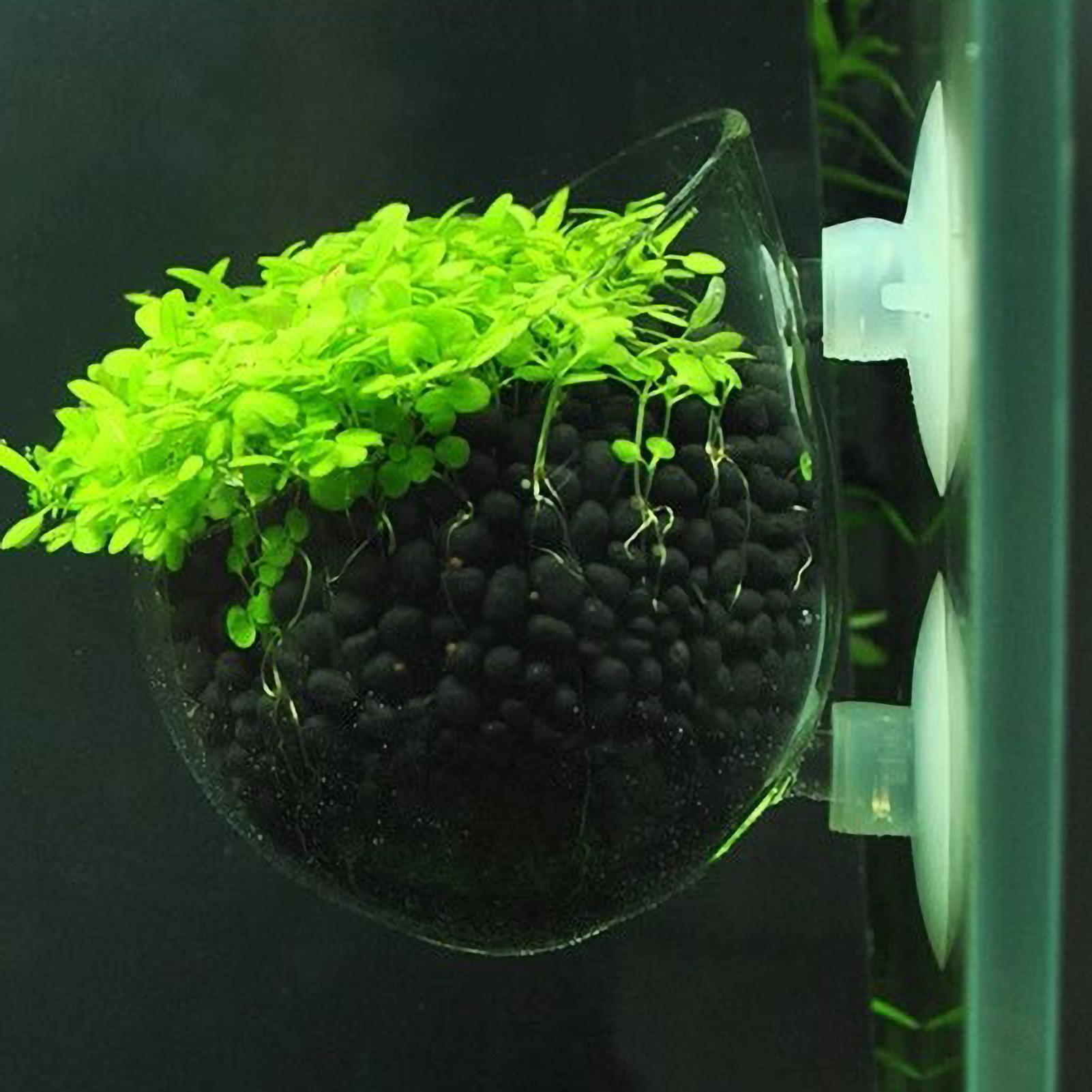 Держатель для аквариумных раст – обзор и цена Terrarium Glass Bottle
