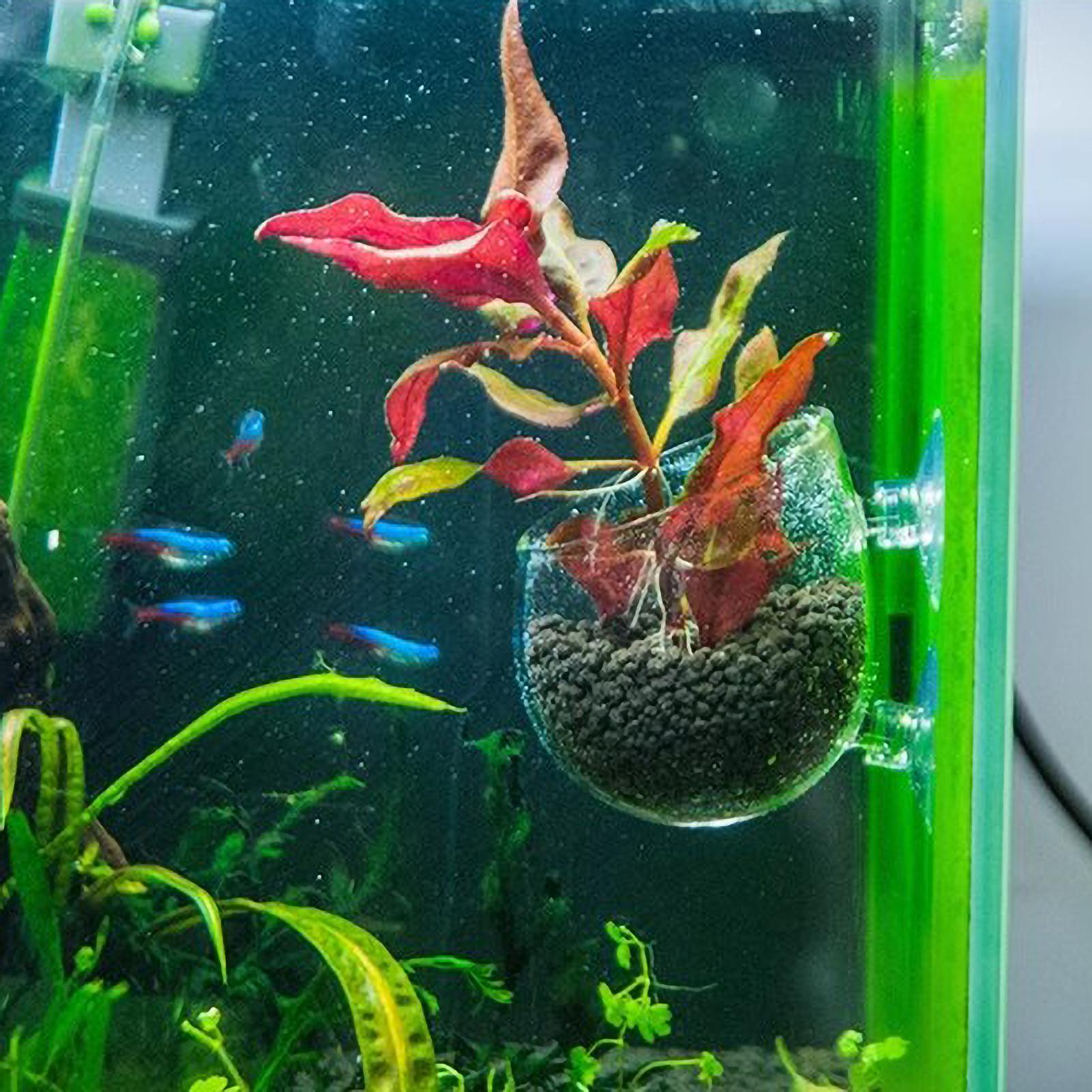 Держатель для аквариумных раст – обзор и цена Terrarium Glass Bottle